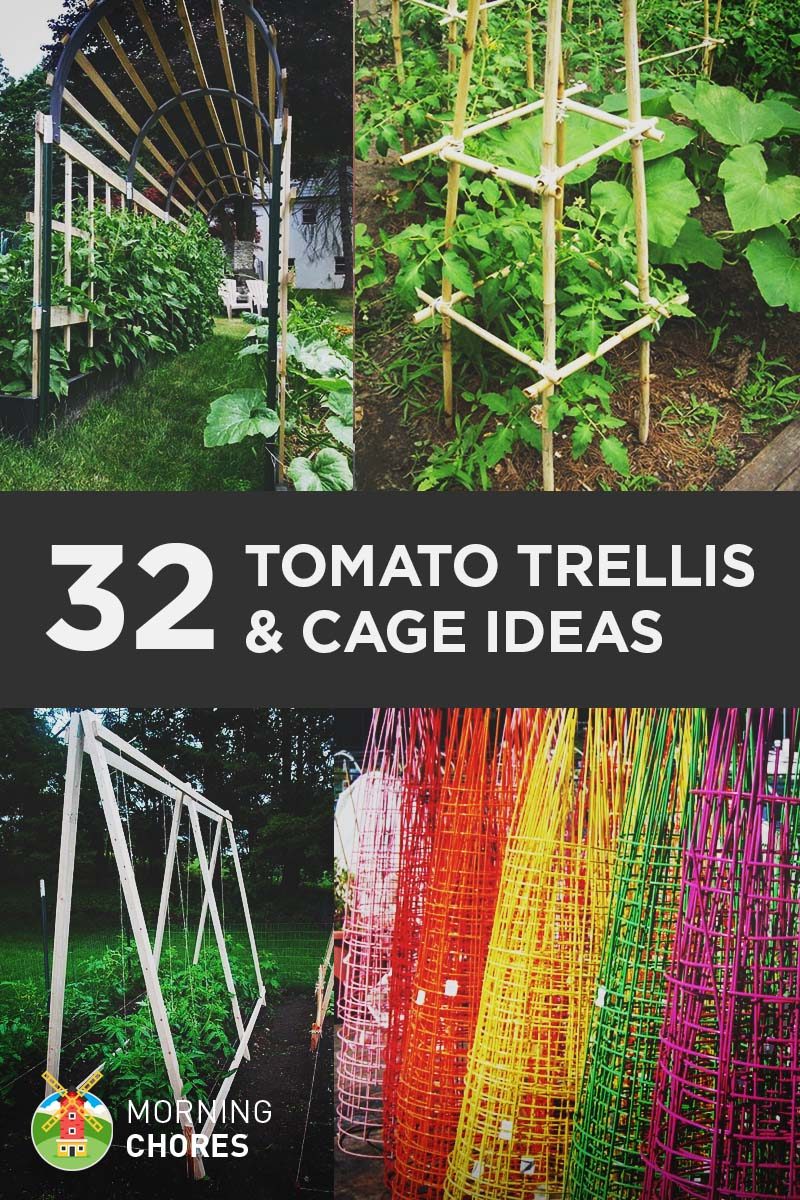 Tomato Trellis and Cage Ideas