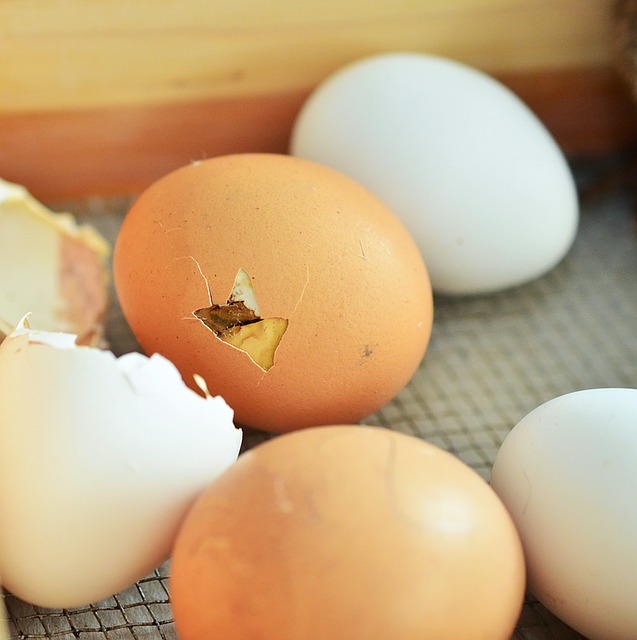 best egg incubator
