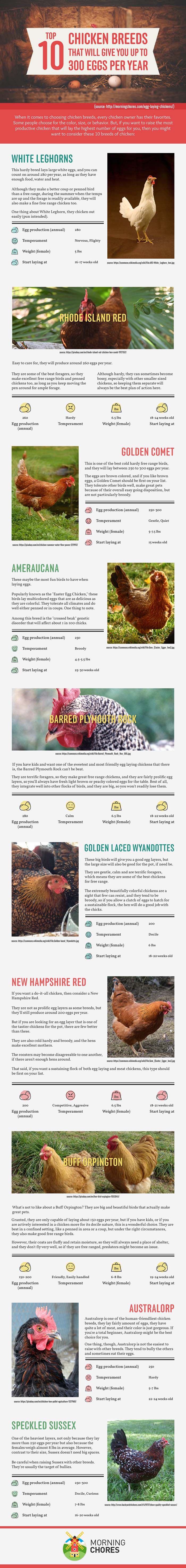 Best Egg Laying Chickens Chart