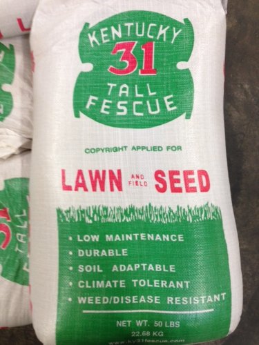 Kentucky 31 Tall Fescue Grass Seed