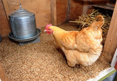13 Awesome Chicken Bedding Options Your Hens are Going to Love