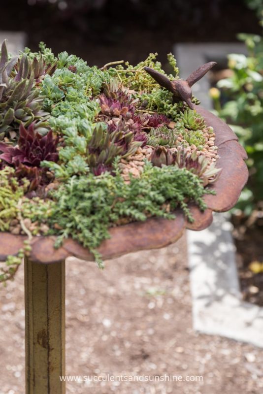 Create a stunning centerpiece in your garden by filling a bird bath with succulents