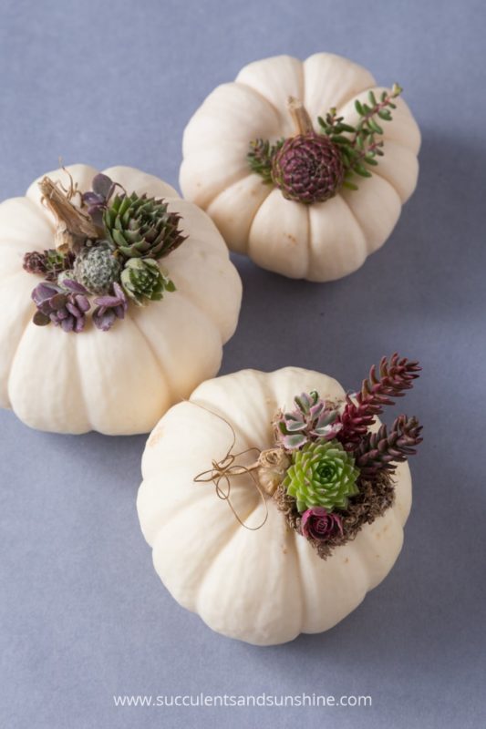 I want these succulent topped pumpkins How cute