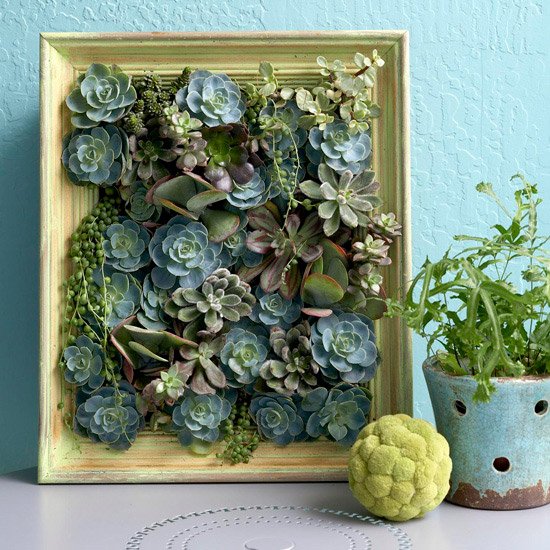 Succulent Picture Frame 10