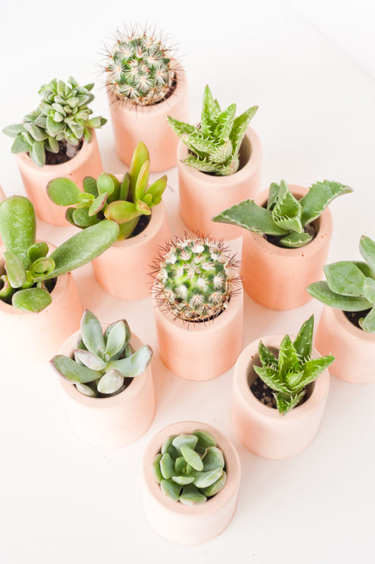 mini pink plaster planters diy tutorial 1