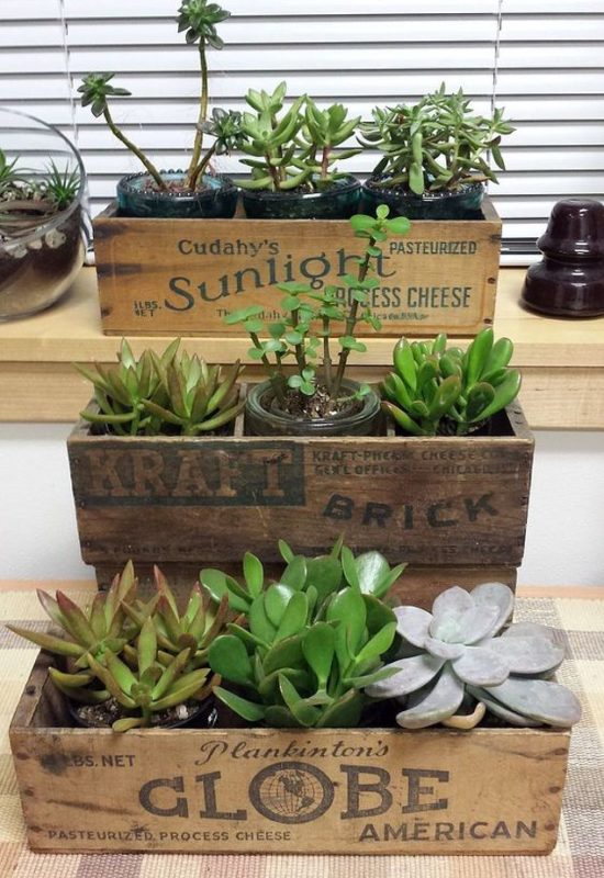 succulents planters vintage cheese box gardening repurposing upcycling succulents