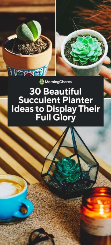 30 Beautiful Succulent Planter Ideas to Display Their Full Glory PIN