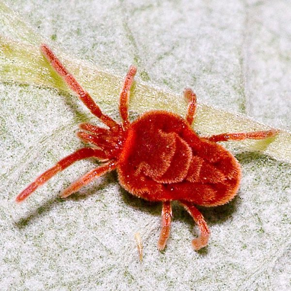 22 Beneficial Insects to Protect Your Garden and How to Attract Them