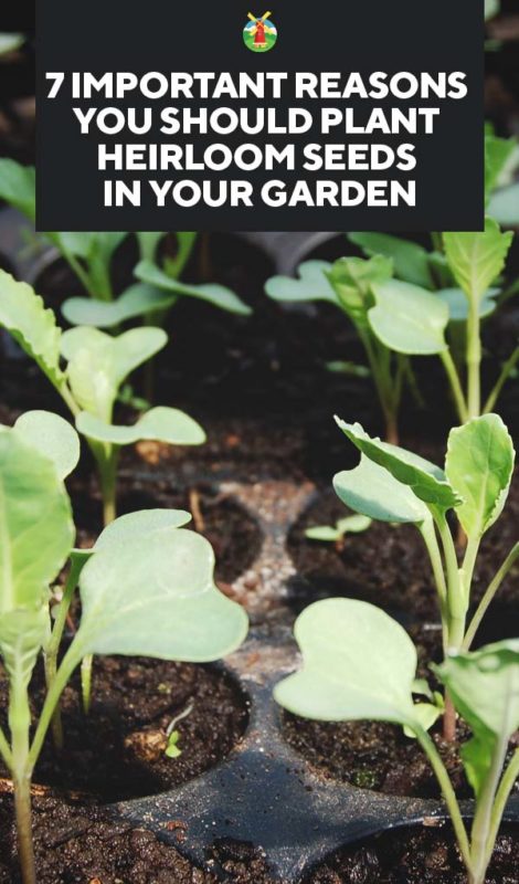 7 Important Reasons You Should Plant Heirloom Seeds in Your Garden PIN