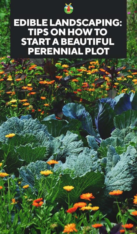 Edible Landscaping Tips on How to Start a Beautiful Perennial Plot PIN