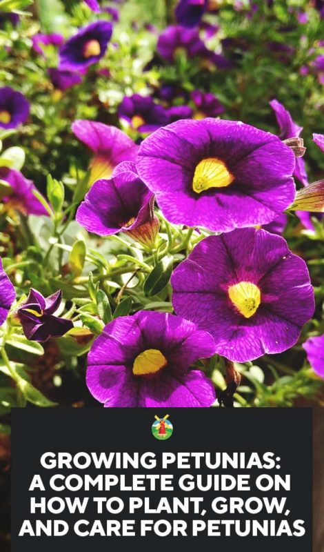 Growing Petunias A Complete Guide on How to Plant Grow and Care for Petunias PIN