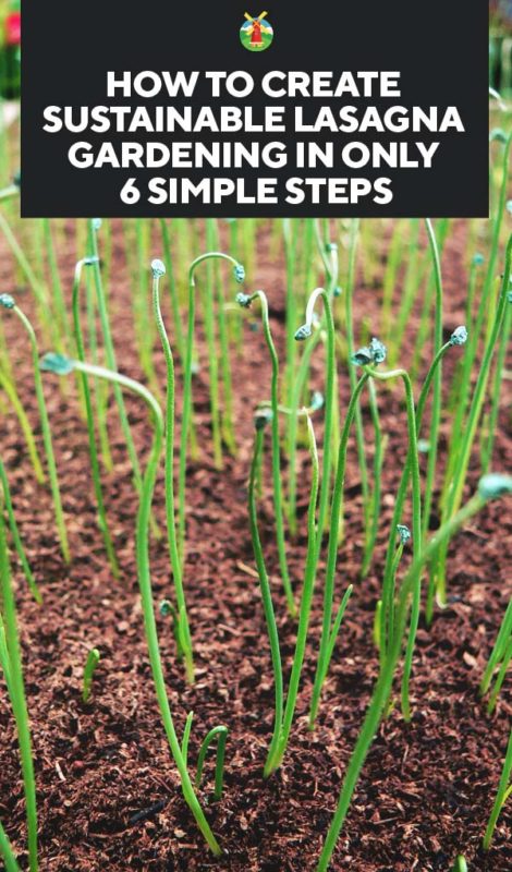 How to Create Sustainable Lasagna Gardening in Only 6 Simple Steps PIN
