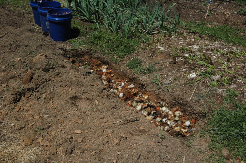 Path Trench with Kitchen Scraps