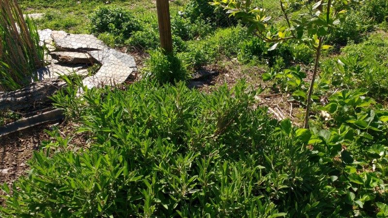 Sage Mint in Edible Landscape