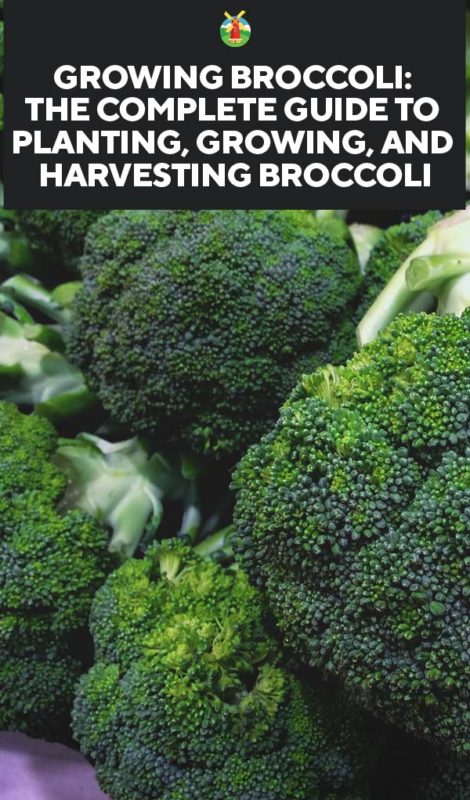 Growing Broccoli The Complete Guide to Planting Growing and Harvesting Broccoli PIN 1