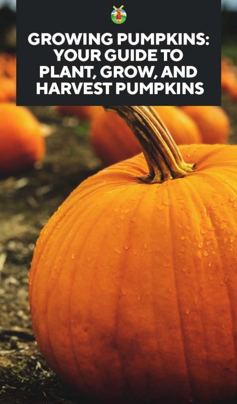 Growing Pumpkins Your Guide to Plant Grow and Harvest Pumpkins PIN