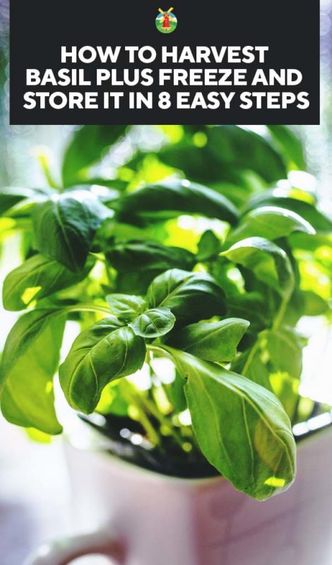 How to Harvest Basil Plus Freeze and Store it in 8 Easy Steps PIN
