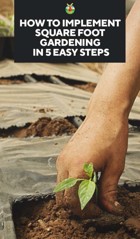 How to Implement Square Foot Gardening in 5 Easy Steps PIN