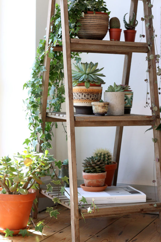 How to display indoor plants 6