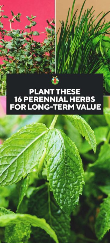 Plant These 16 Perennial Herbs for Long term Value PIN