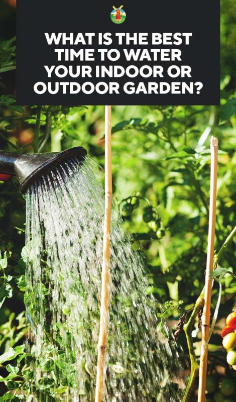 The Best Time to Water Indoor or Outdoor Garden PIN