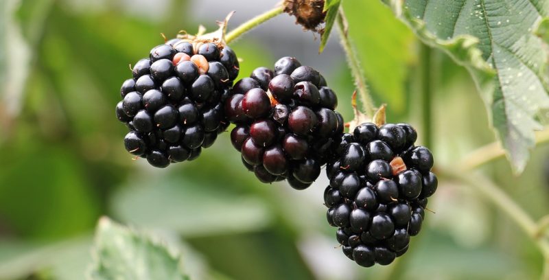 blackberries 1527265566