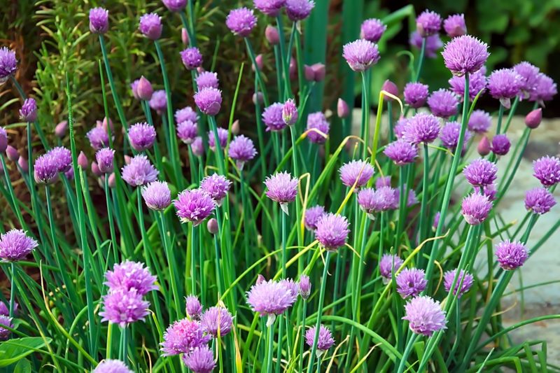 chives 1527186536