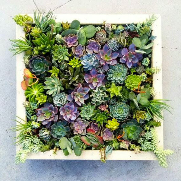 diy plant picture frame 1