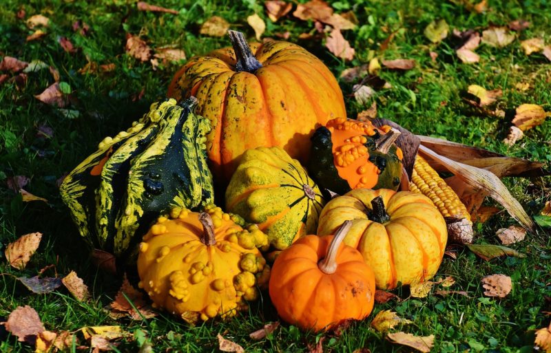 How to harvest and store pumpkins