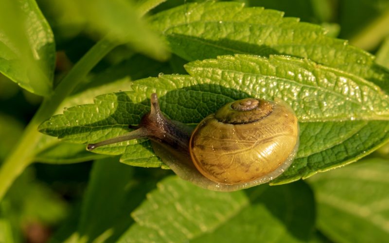 Single snail