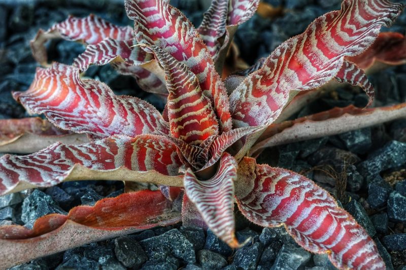 starfish plant 1525875416