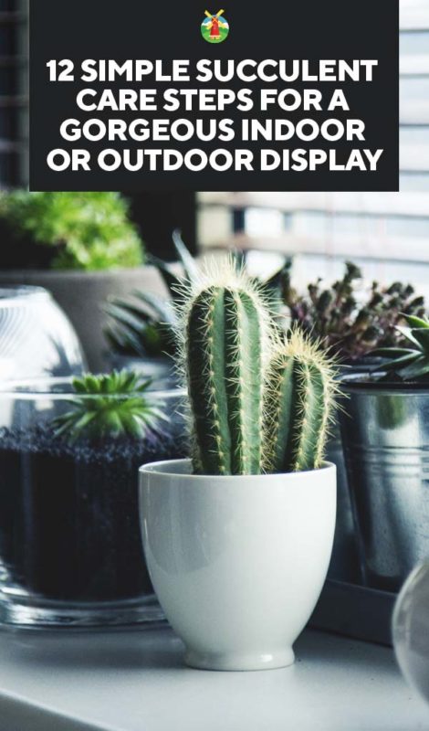 12 Simple Succulent Care Steps for a Gorgeous Indoor or Outdoor Display PIN
