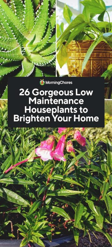 26 Gorgeous Low Maintenance Houseplants to Brighten Your Home PIN