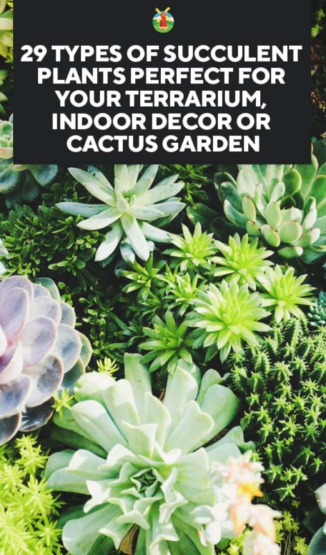 29 Types of Succulent Plants Perfect for Your Terrarium Indoor Decor or Cactus Garden PIN