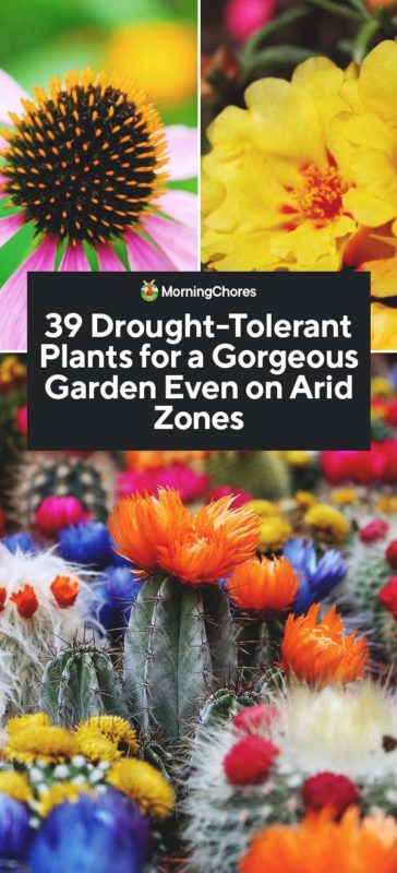 39 Drought Tolerant Plants for a Gorgeous Garden Even on Arid Zones PIN