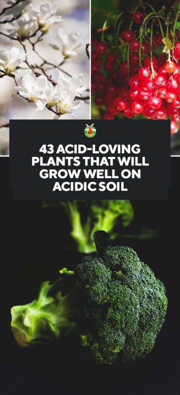 43 Acid Loving Plants That Will Grow Well on Acidic Soil PIN