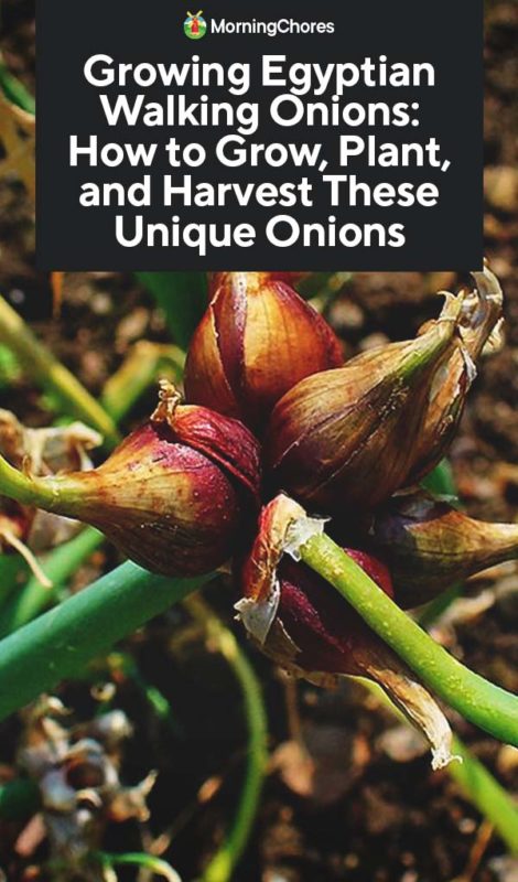 Growing Egyptian Walking Onions How to Grow Plant and Harvest These Unique Onions PIN