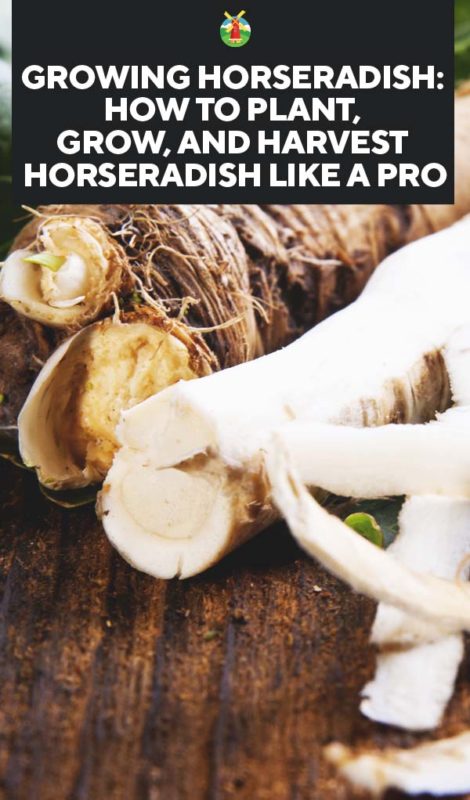 Growing Horseradish How to Plant Grow and Harvest Horseradish PIN