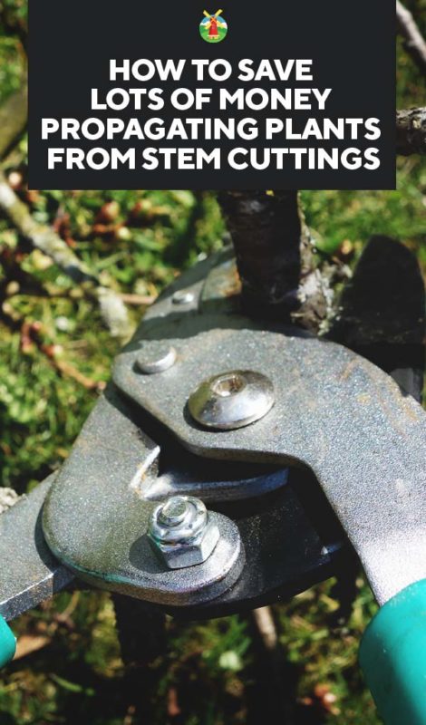 How to Save Lots of Money Propagating Plants from Stem Cuttings PIN