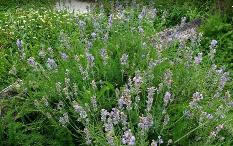 Munstead Flowering Lavender