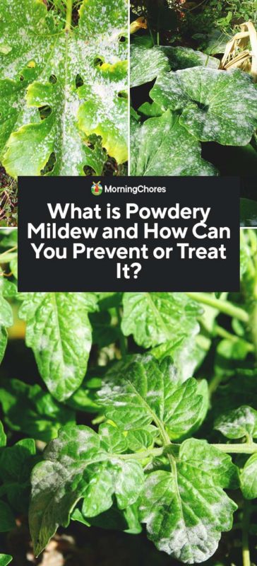What is Powdery Mildew and How Can You Prevent or Treat It PIN