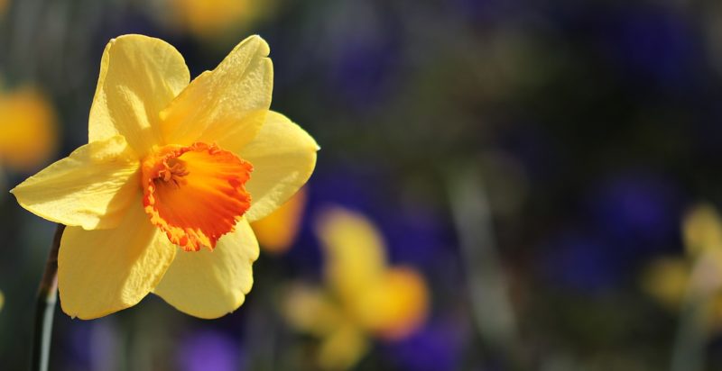 daffodils 1528475156