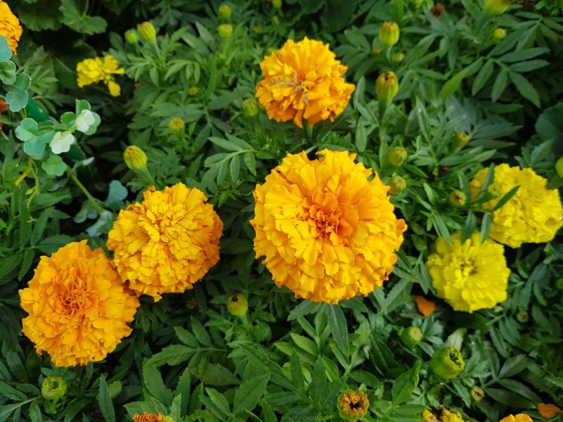marigolds 1529150029