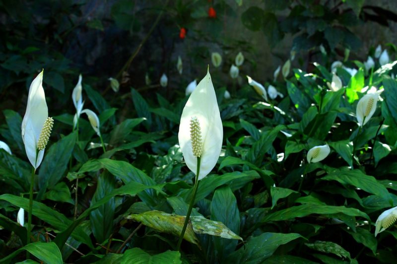 peace lily 1529761066
