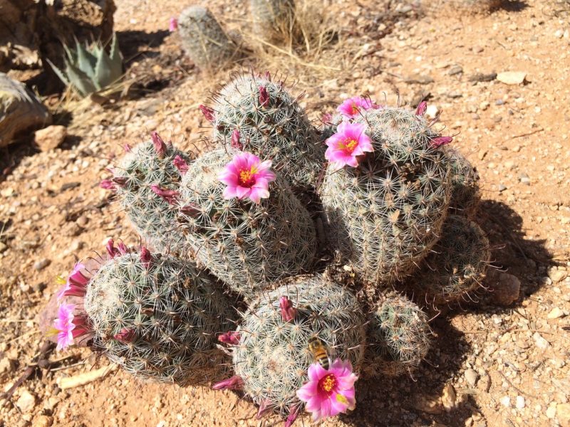 pincushion cactus 1528544891