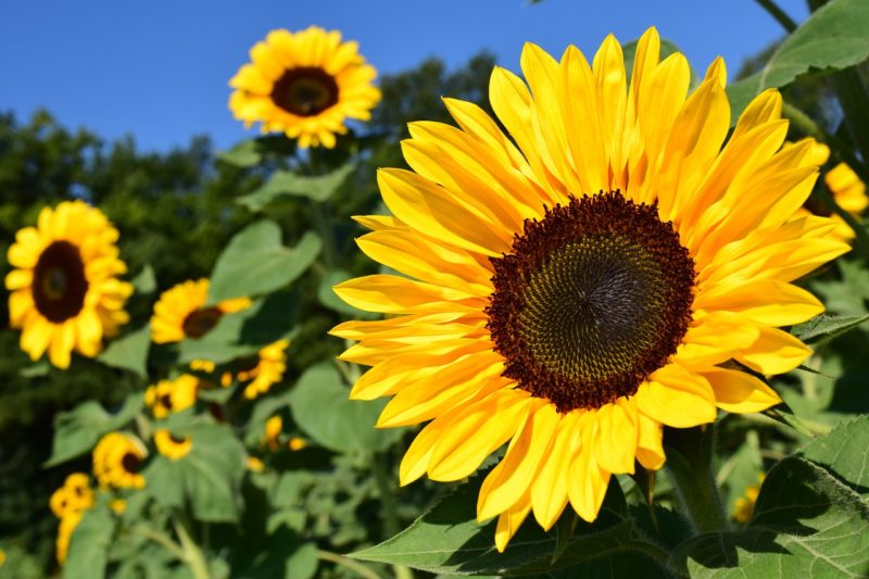 sunflowers 1529150082
