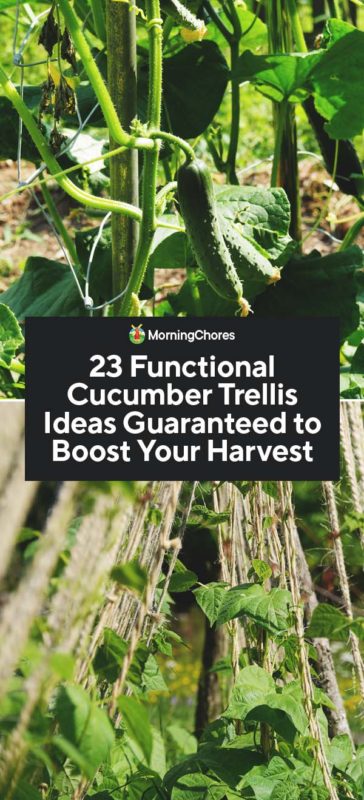 23 Functional Cucumber Trellis Ideas Guaranteed to Boost Your Harvest PIN