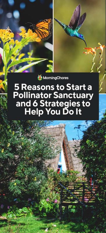 5 Reasons to Start a Pollinator Sanctuary and 6 Strategies to Help You Do It PIN