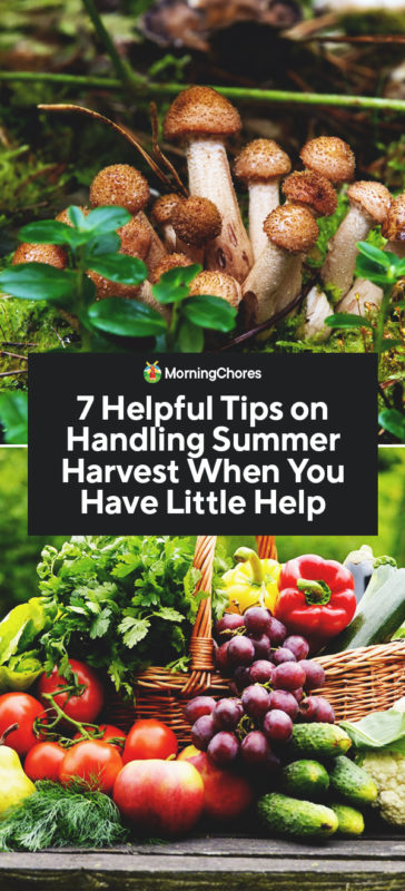 7 Helpful Tips on Handling Summer Harvest When You Have Little Help PIN