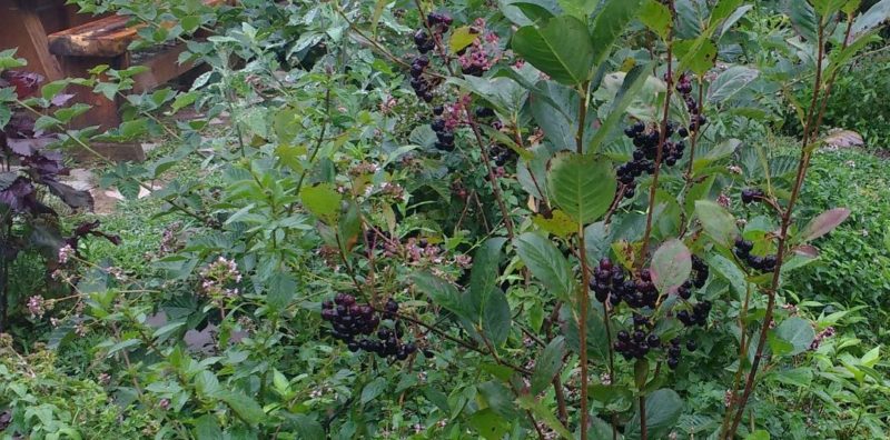 Aronia and Blackberries